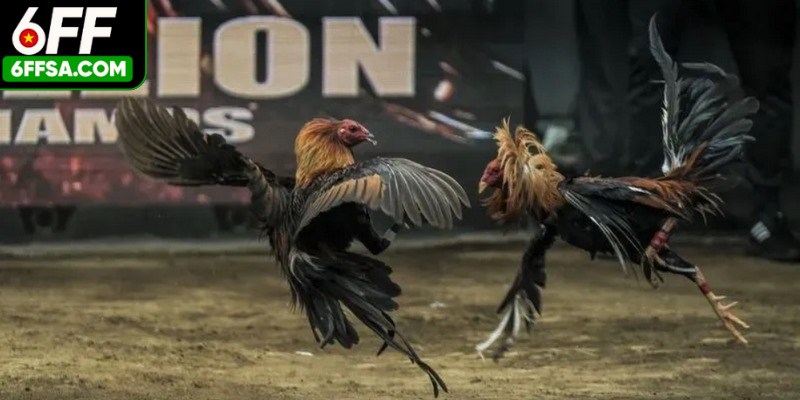 Theo dõi trận, đặt cược vào chọi kê đúng thời điểm để bạn chiếm lợi thế